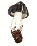 Inocybe Fastigiata