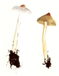 Inocybe Lilacina1