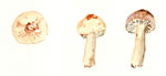 Inocybe Pudica