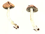 Inocybe Sororia