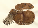 Jahnoporus Hirsutus