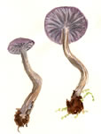 Laccaria Amethystina