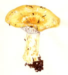 Lactarius(insulsus)alnicola