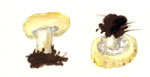 Lactarius Aspideoides