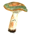 Lactarius Deliciosus