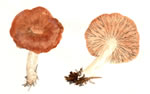 Lactarius Rufulus2