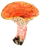 Lactarius Sanguifluus