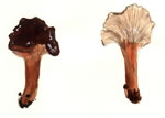 Lactarius Subviscidus