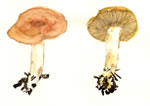 Lactarius Xanthogalactus