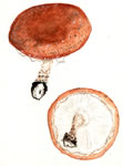 Lentinus Sp