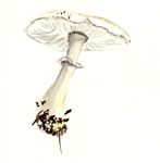 Lepiota Naucina