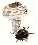 Lepiota Rachodes