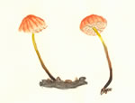 Marasmius Berteroi