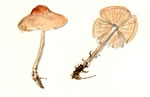 Marasmius Oreades