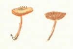 Marasmius Plicatulus1