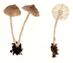 Mycena Occidentalis