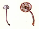 Mycena Pura