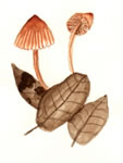 Mycena Sp1