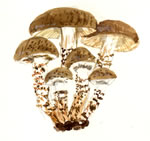 Pholiota Brunnescens