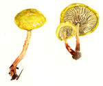 Pholiota Malicola