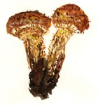 Pholiota Squarrosa Adiposa