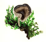 Pluteus Longistriatus