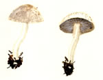 Psathyrella Spadicea