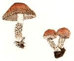 Psathyrella Velutina