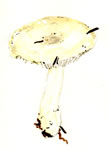 Russula Cremoricolor