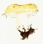 Russula Ochroleuca