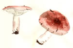 Russula Palustris