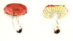 Russula Sp1