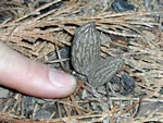 SmallMorels